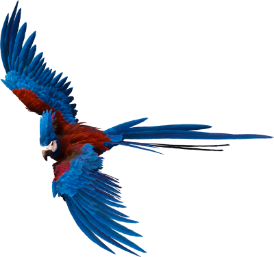 Parrot