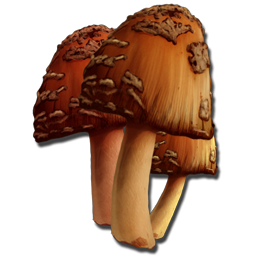 Common Mushroom