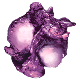 Plant Proto Species R-4 Seed
